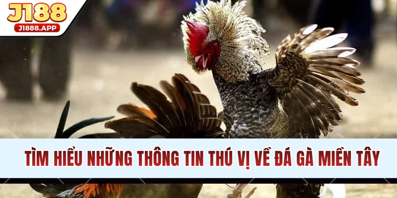 Tìm hiểu những thông tin thú vị về đá gà miền Tây